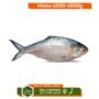 Hilsha 1200-1500g